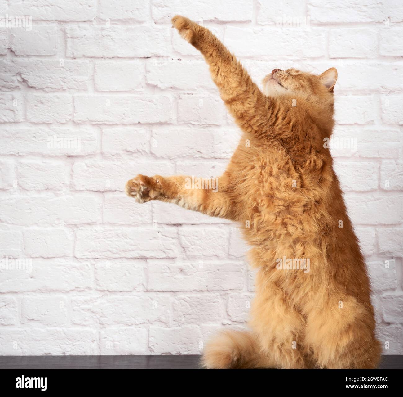 Raises paw hires stock photography and images Alamy
