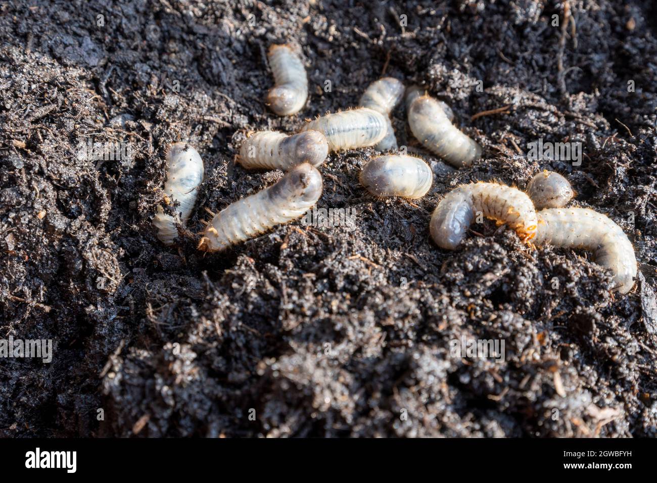 Larvae of beetles are pests of many agrarian cultures. Stock Photo