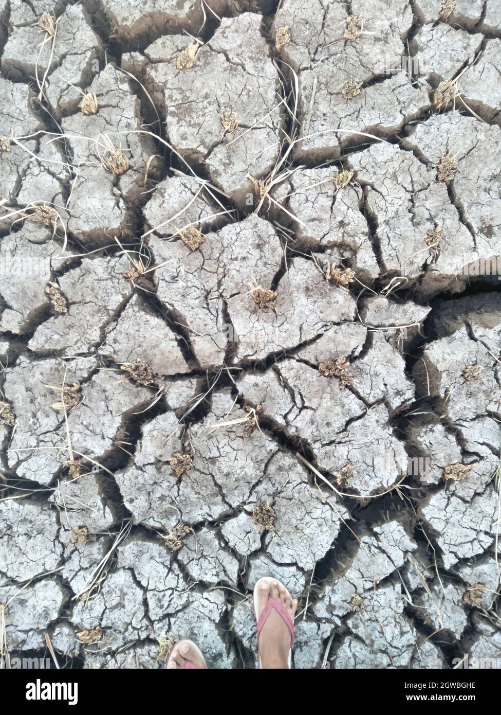 Drought Paddy Fields Need Sufficient Water Stock Photo - Alamy