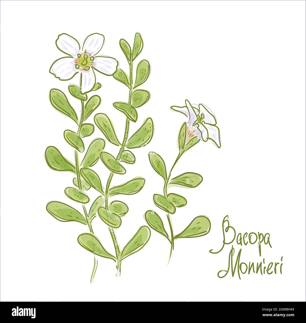 Bacopa monnieri or water hyssop, waterhyssop, brahmi, thyme-leafed gratiola, herb of grace and Indian pennywort. Vector illustration. Stock Vector