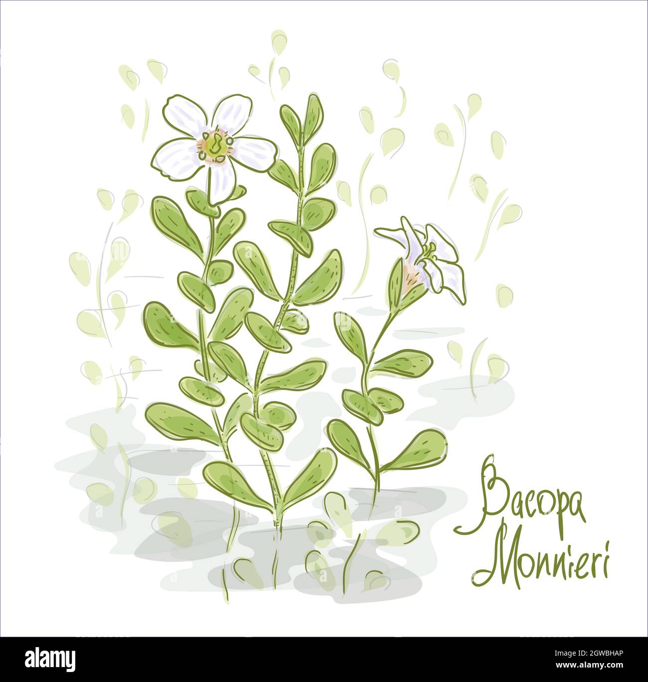 Bacopa monnieri or water hyssop, waterhyssop, brahmi, thyme-leafed gratiola, herb of grace and Indian pennywort. Vector illustration. Stock Vector