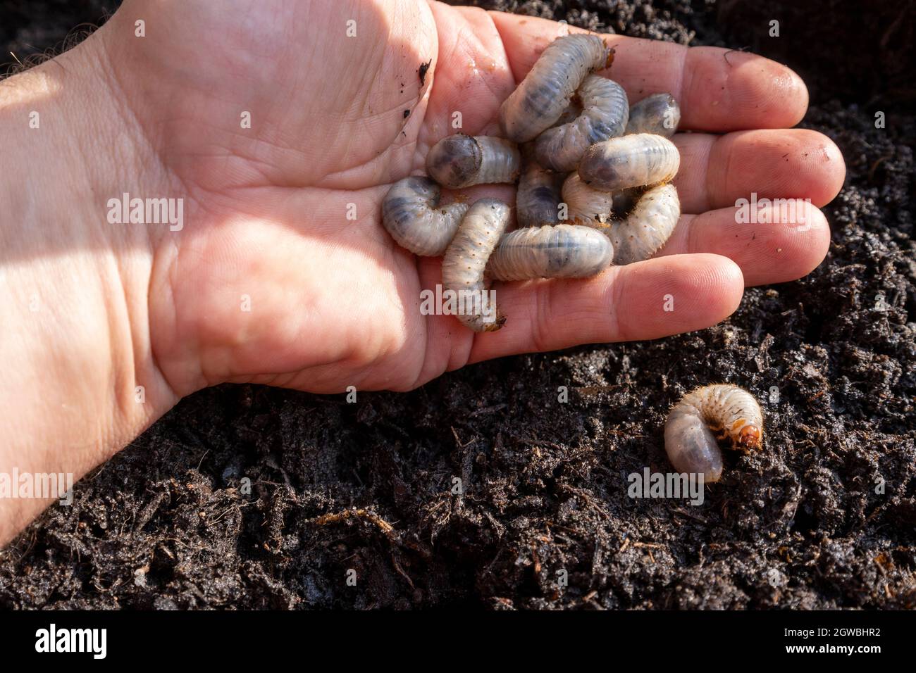 Larvae of beetles are pests of many agrarian cultures. Stock Photo