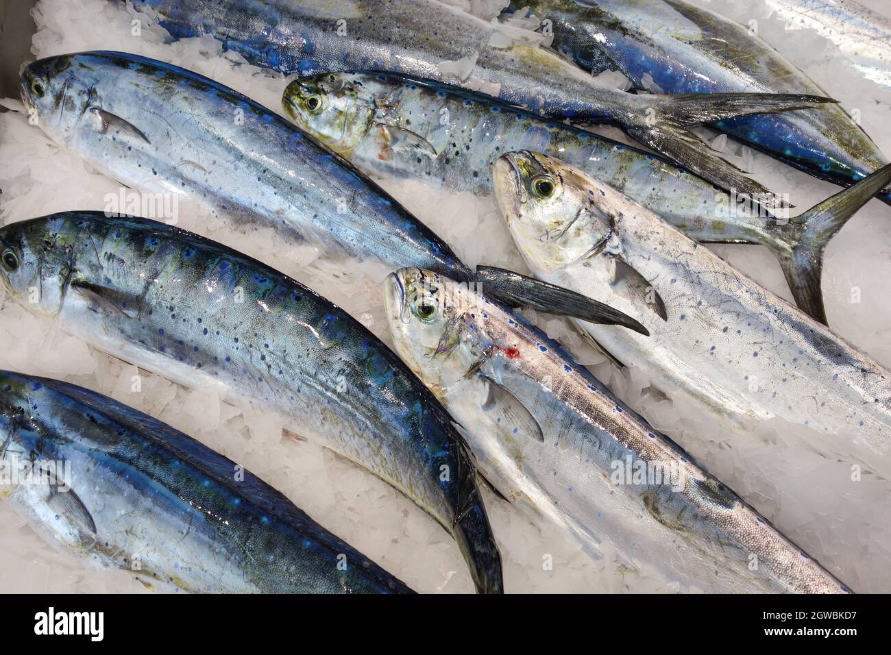 Mahimahi Fish Or Common Dolphinfish At Seafood Market Stock Photo Alamy