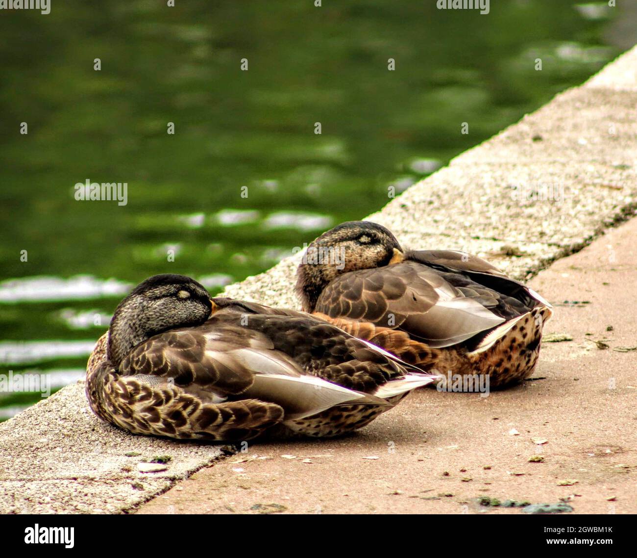 Two Ducks Sleeping Stock Photo Alamy