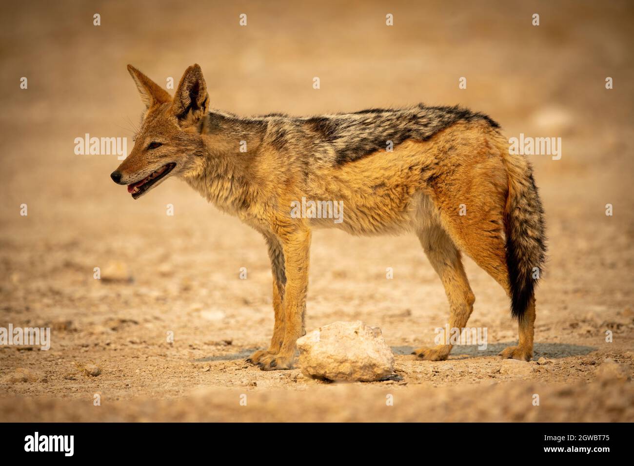 Black-backed Jackal Stands In Profile On Gravel Stock Photo