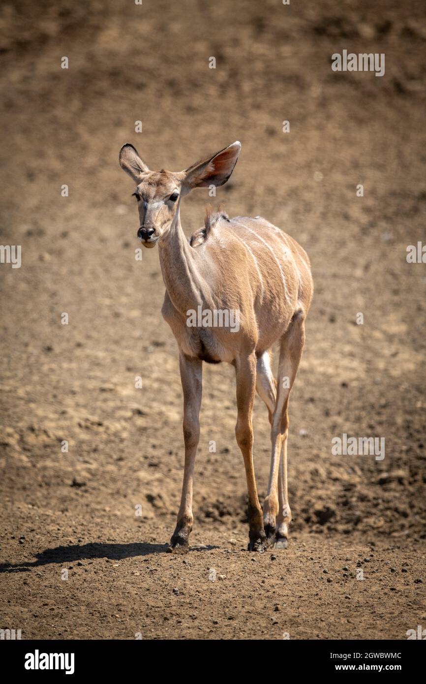 Female Greater Kudu Stands On Rocky Pan Stock Photo