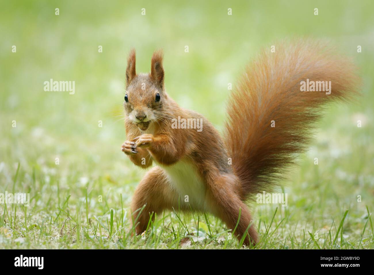 squirrel with nut in mouth attacks like a boxer Stock Photo
