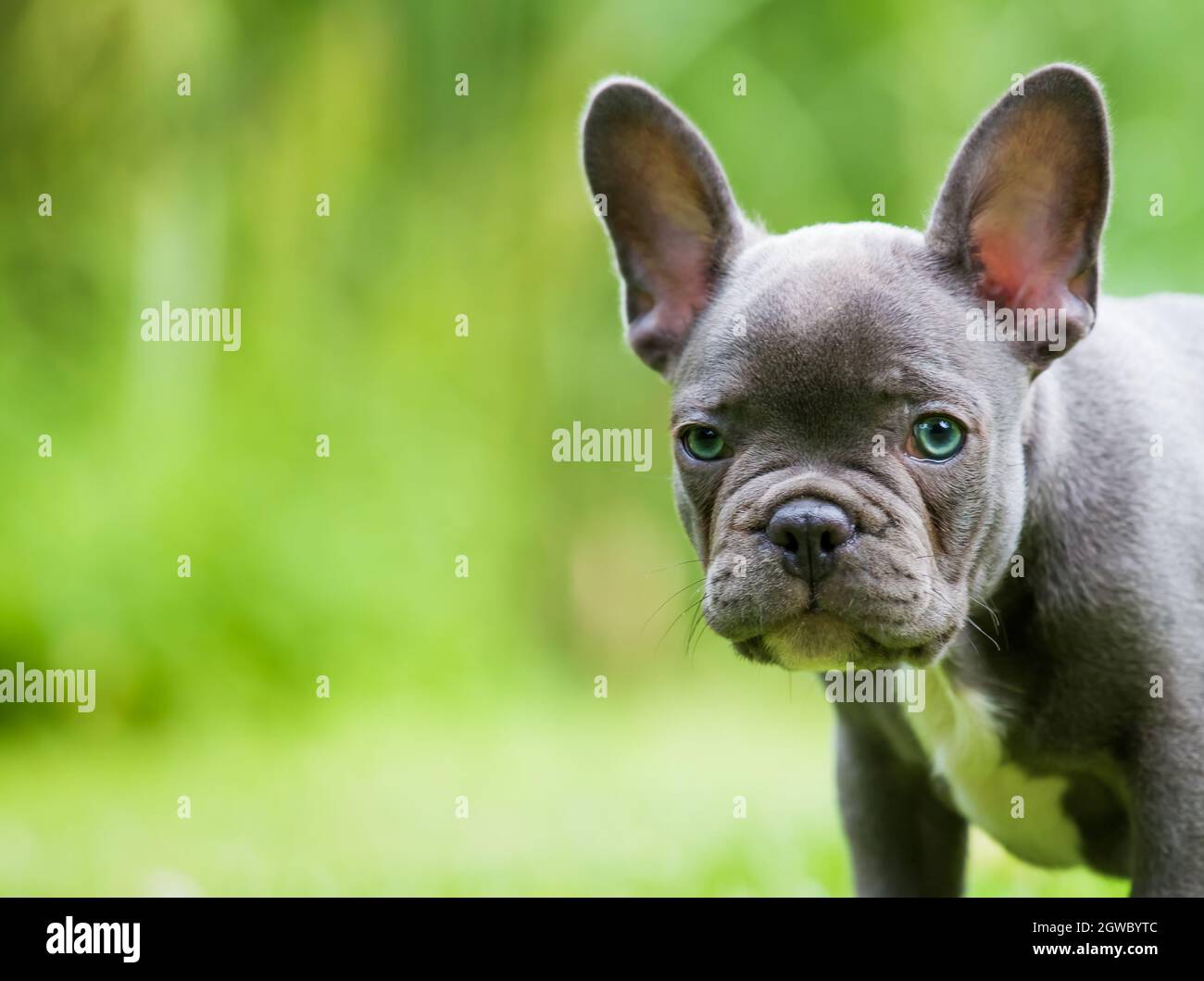 Are French Bulldogs Big