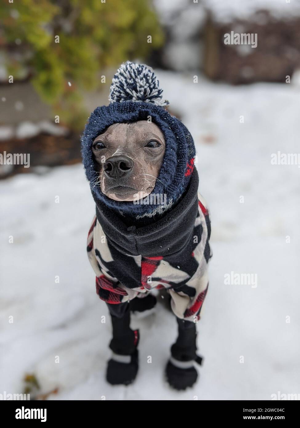 Should Dogs Wear Boots In The Snow