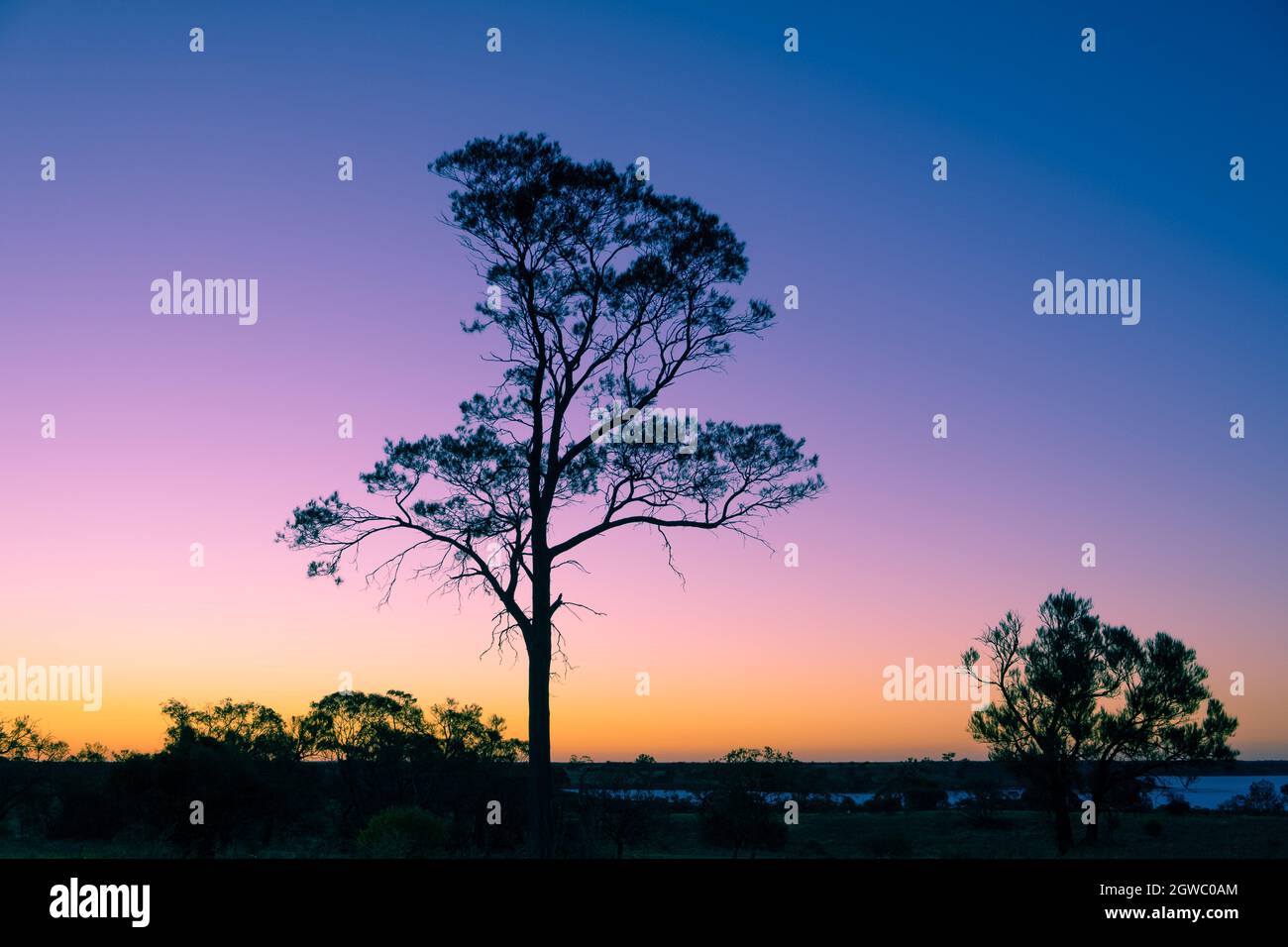 Tree Silhouette At Dusk In Australia Stock Photo