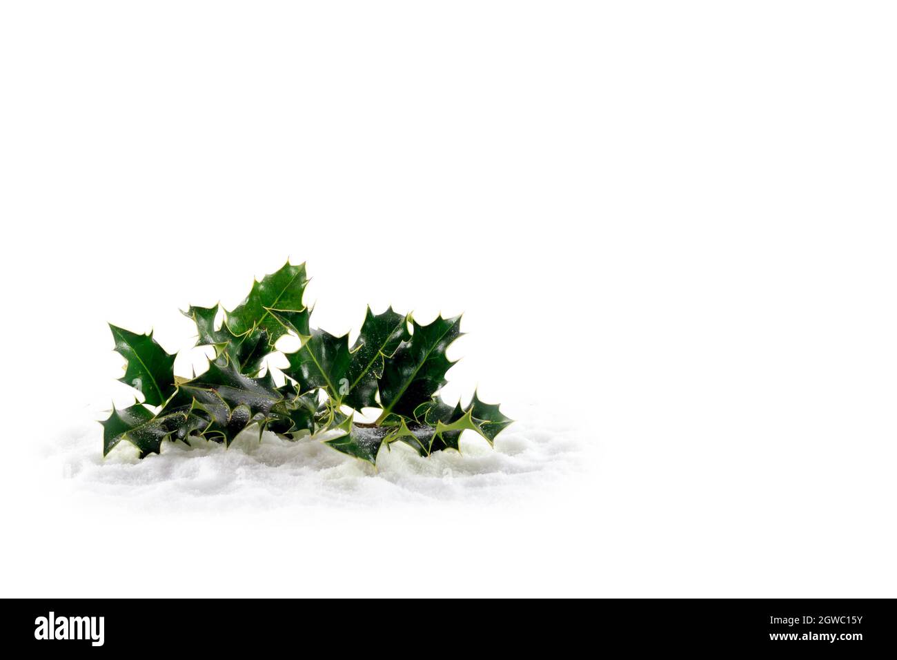 Sprig of Holly lying on artificial snow isolated on a white background Stock Photo