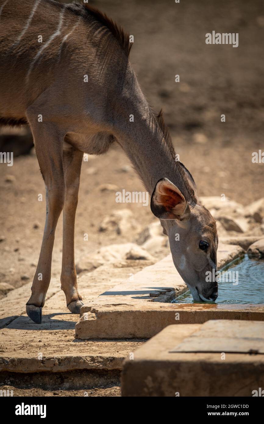 Close-up Of Female Greater Kudu Drinking Water Stock Photo