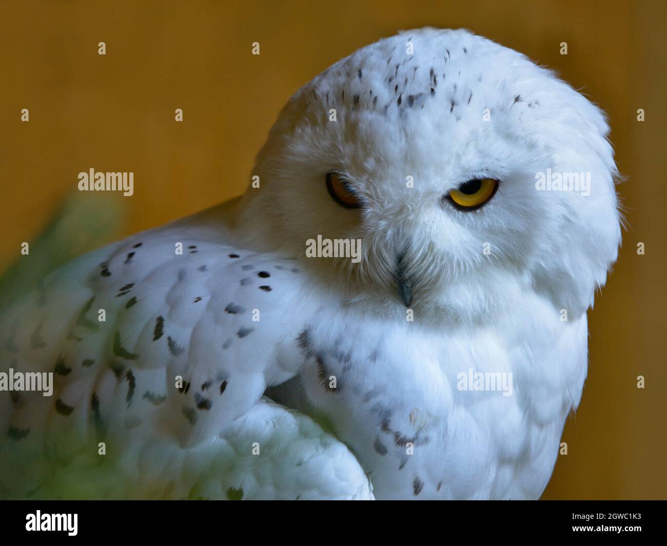 Portrait of male snowy owl (Bubo scandiacus Stock Photo - Alamy