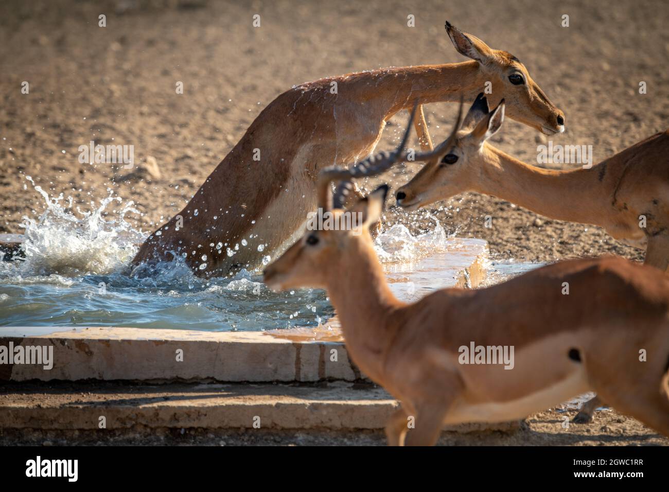 Female Common Impala Struggles To Escape Water Stock Photo