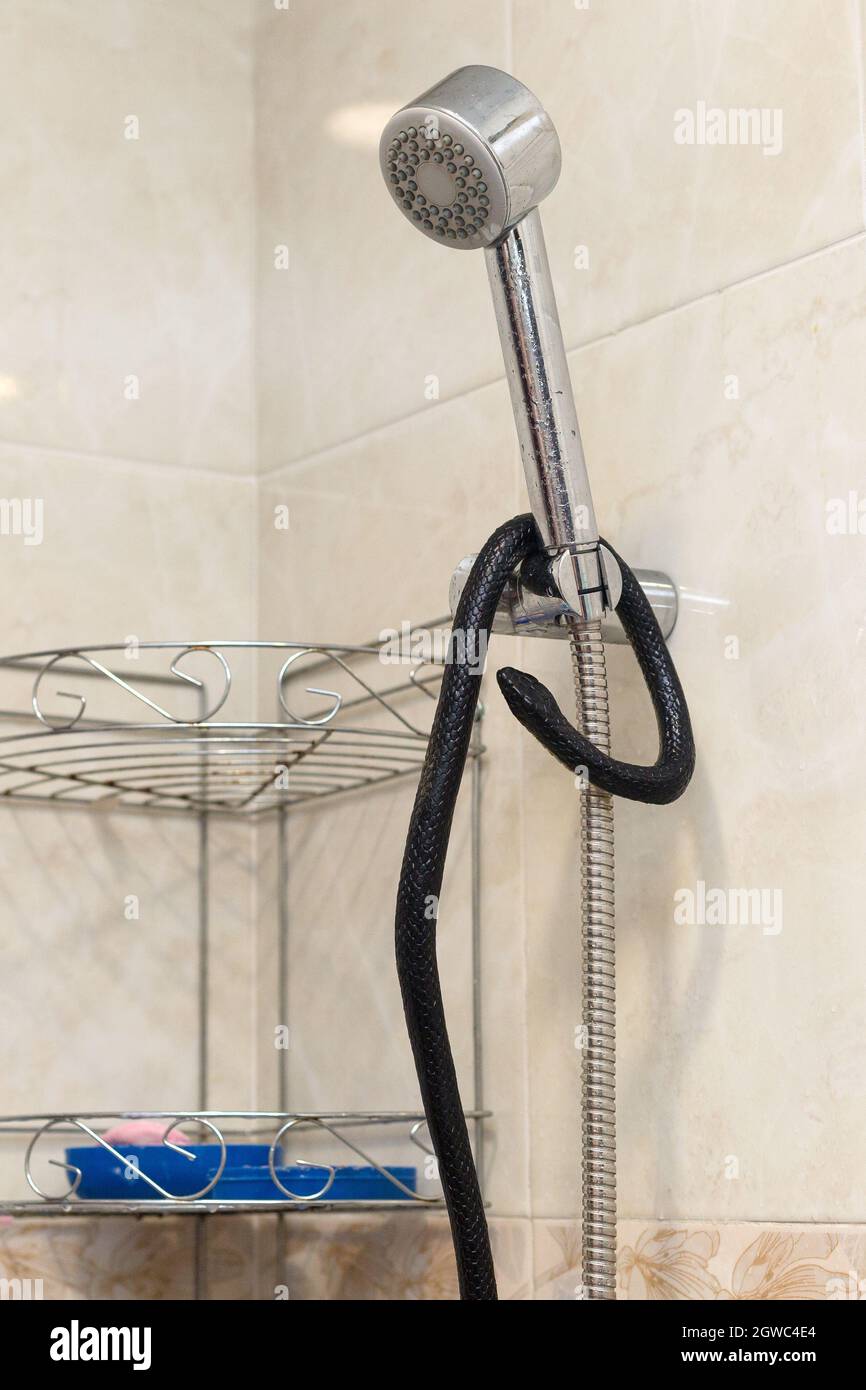 poisonous snake in the bathroom wrapped around shower Stock Photo - Alamy