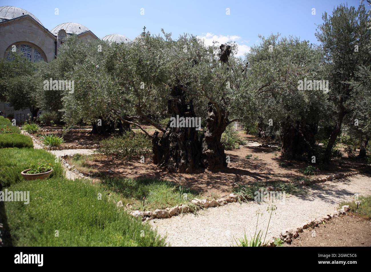 Olive Trees in the Garden of Gethsemane in the KIdron Valley at the ...