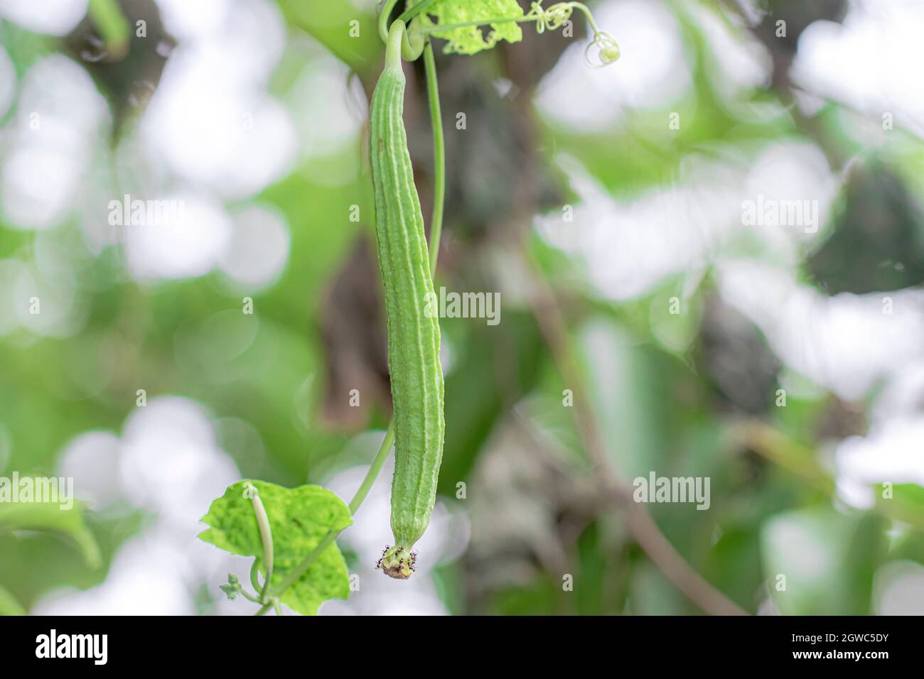 Close-up of Organic Healthy Hybrid Thai Variety Luffy fresh green fruit hanging from Luffa vine in Luffa home garden Stock Photo