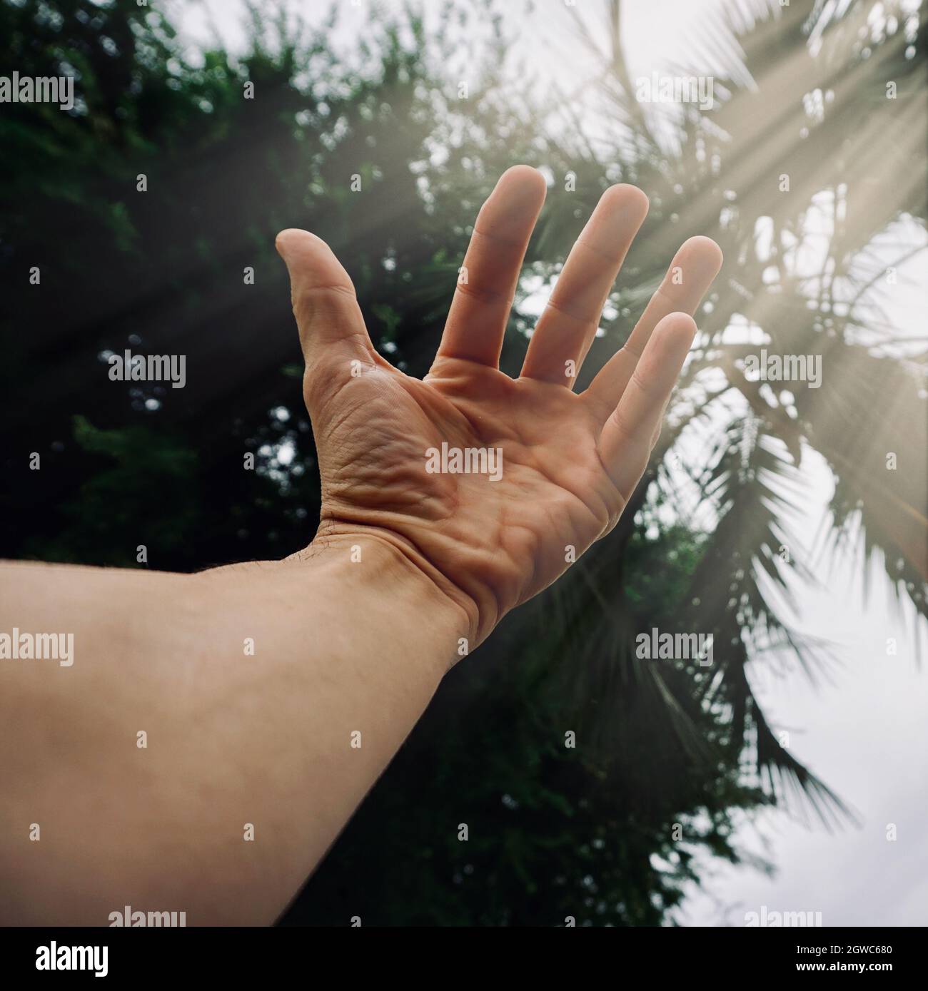 Close-up Of Person Hand Against Trees Stock Photo