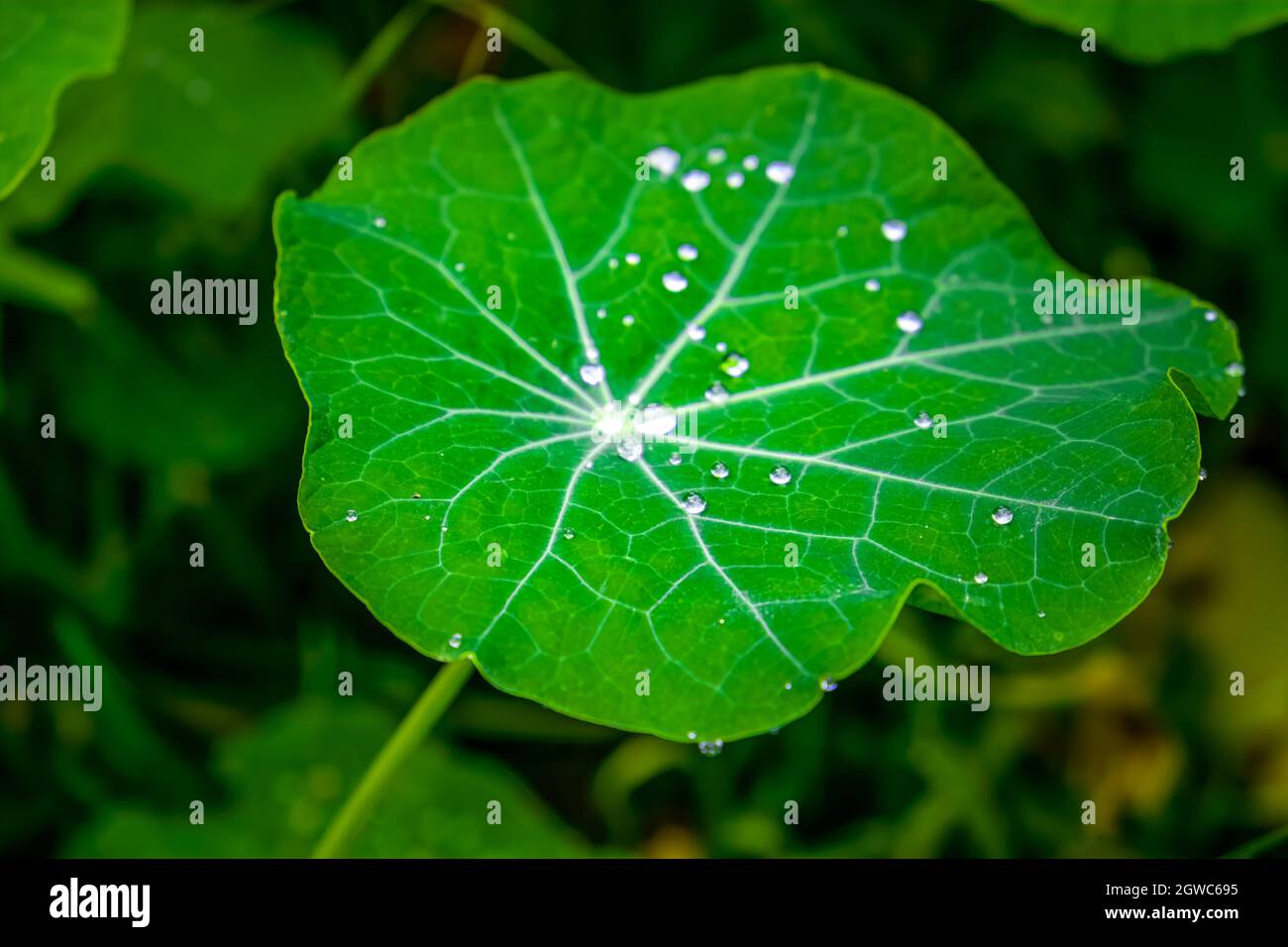 Close-up Of Raindrops On Large Green Leaves Stock Photo