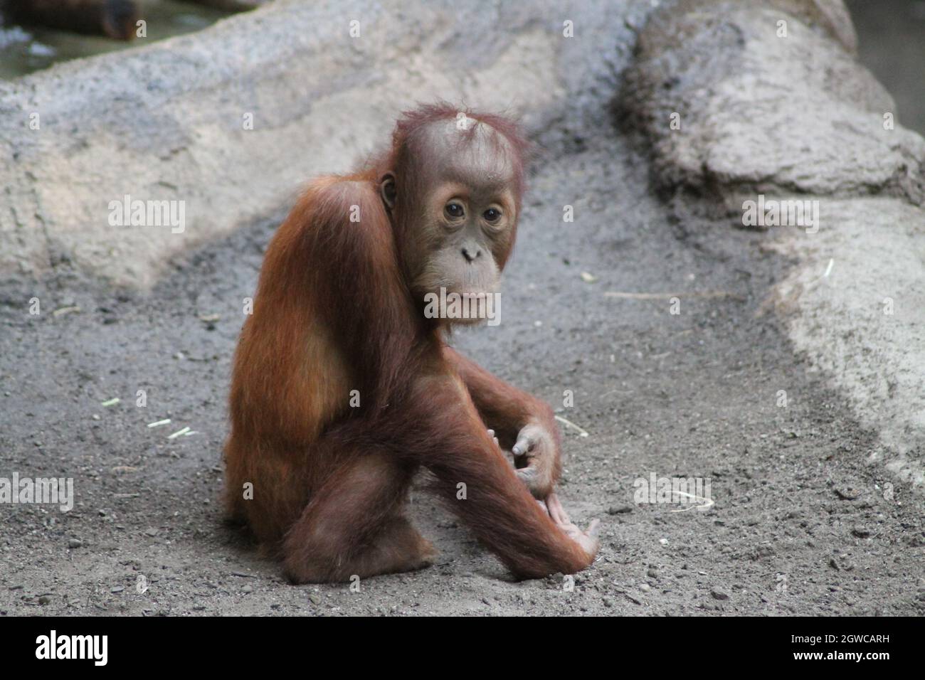 Young Ape Sitting Outdoors Stock Photo Alamy