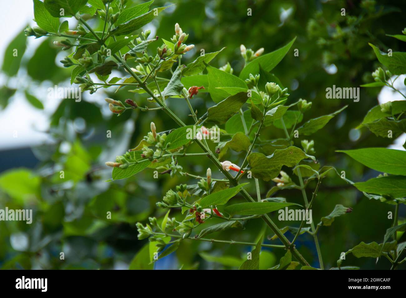 Buds Of Nightflowering Jasmine Or Shiuli In Bengali Ready To Bloom In