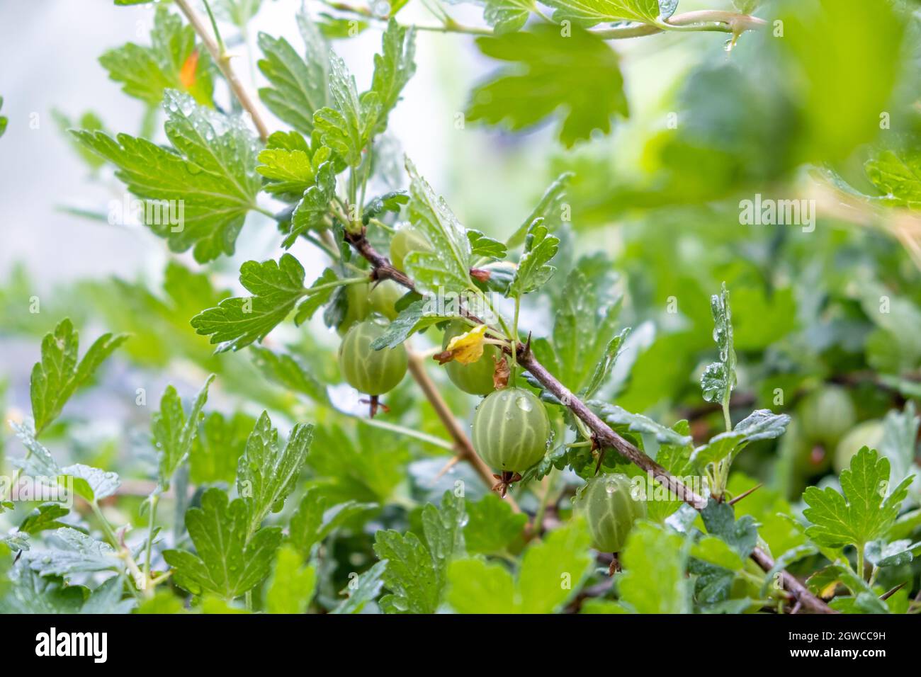 Gooseberries On A Branch With Water Drops After The Rain Stock Photo