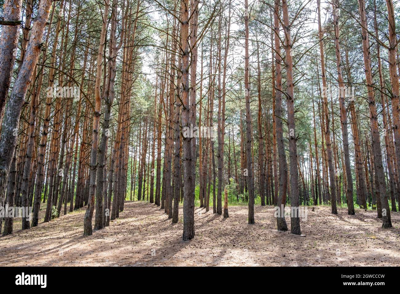 Wood Grove Of Conifer Trees In Gomel, Belarus Stock Photo