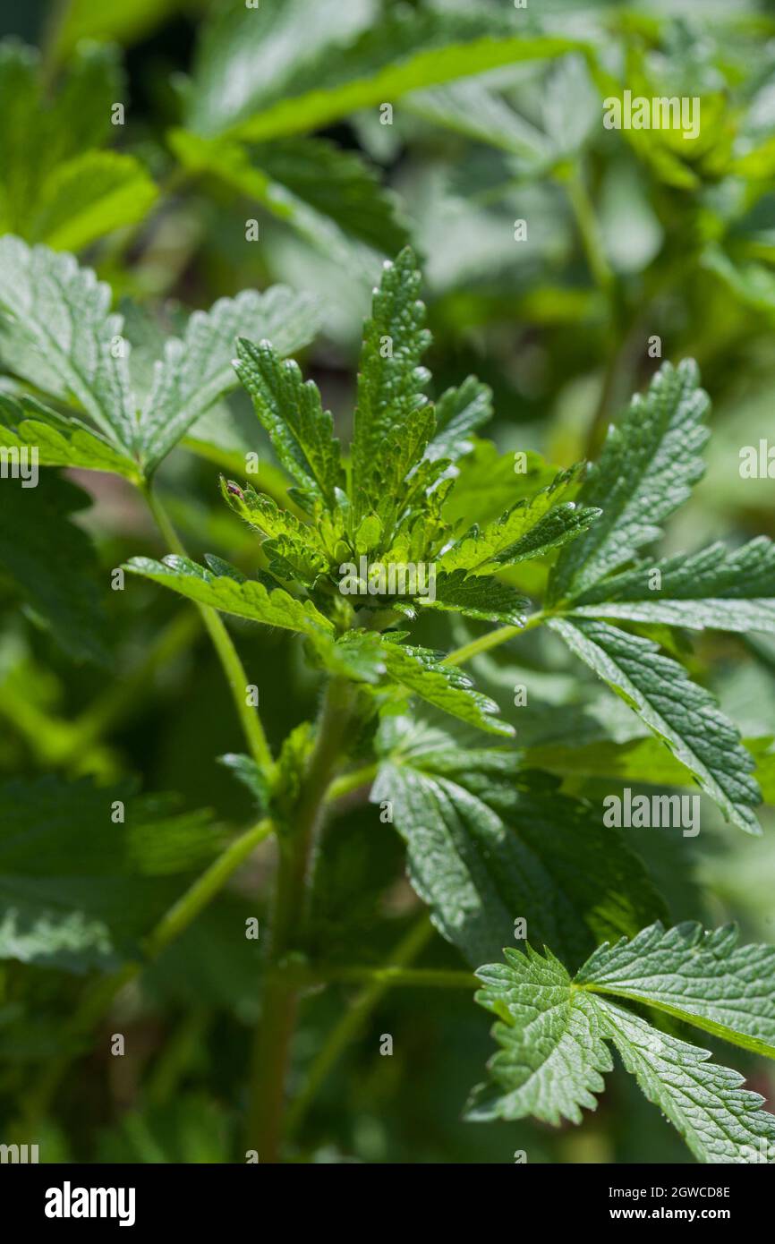 CANNABACEAE Stock Photo