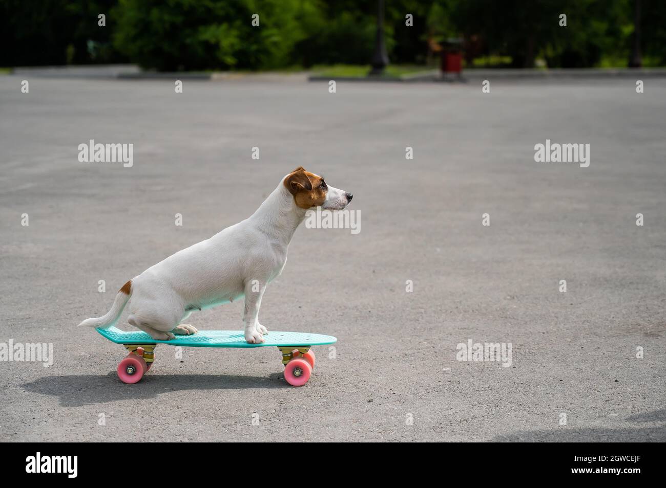 Cute Boston Terrier Dog Ice Skating Cartoon | Art Board Print