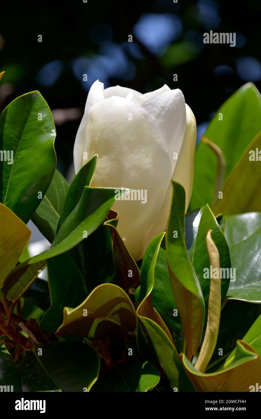White flower of Magnolia grandiflora among leaves Stock Photo