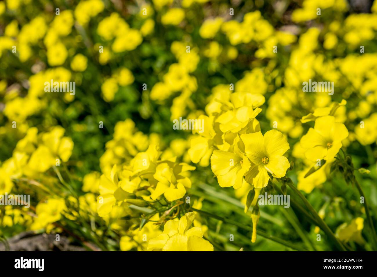 Beautiful Yellow Flowers In A Field Under Bright Sunlight - Shallow Focus Stock Photo