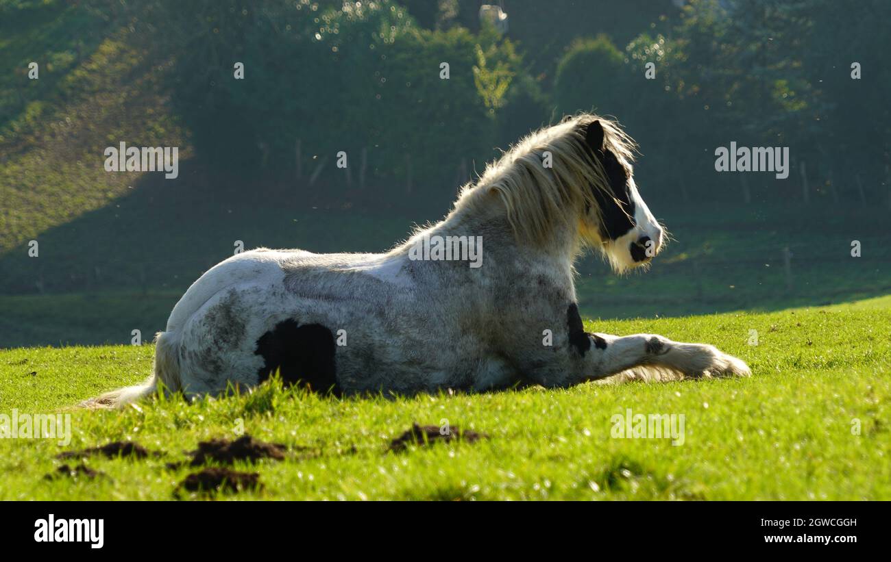 Horse laying side hires stock photography and images Alamy