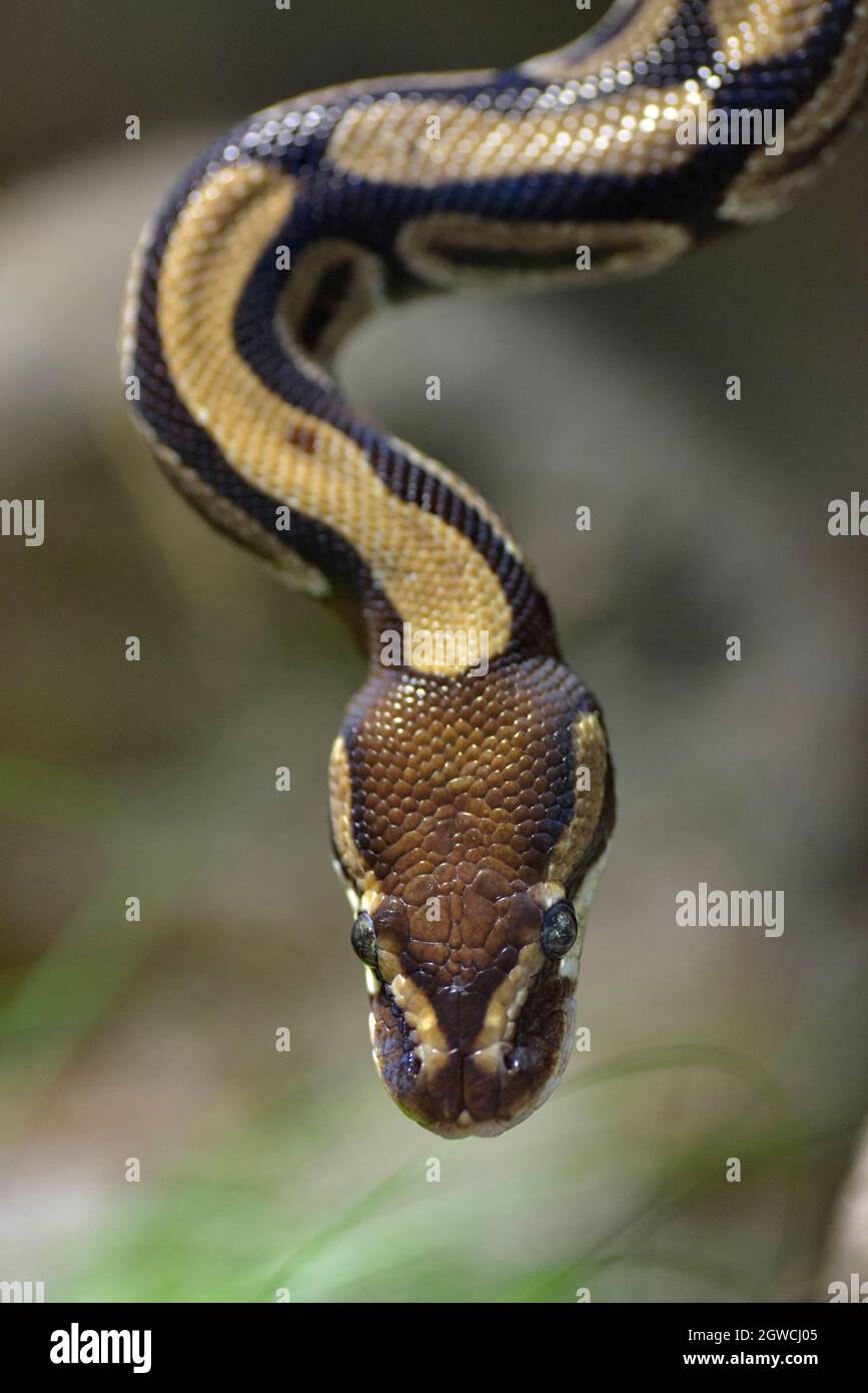 Royal python hi-res stock photography and images - Alamy