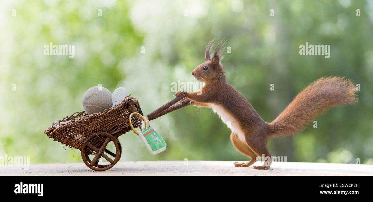 red squirrel with an wheelbarrow with tennis tools Stock Photo - Alamy