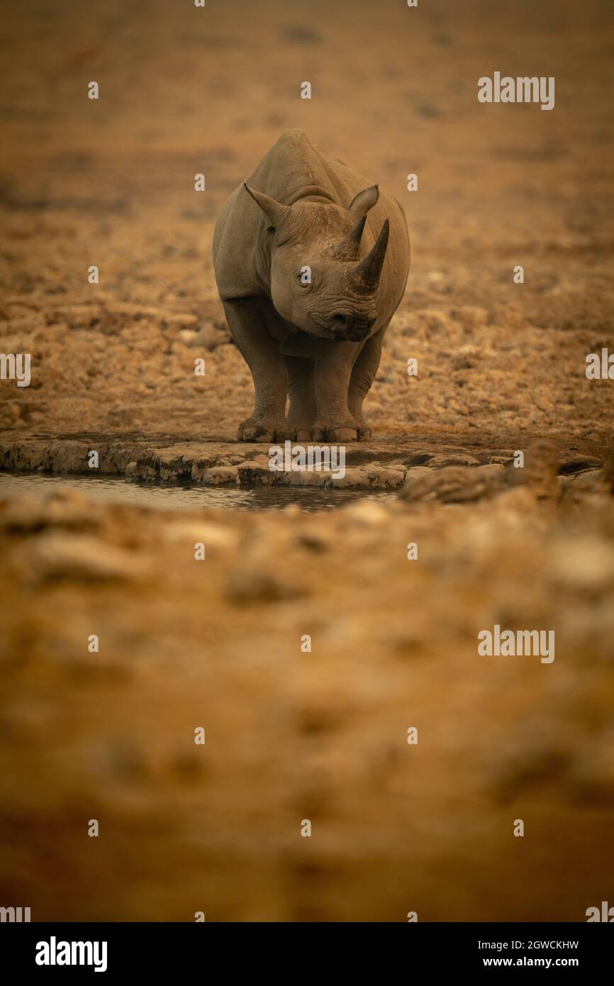 Black Rhino Stands Near Waterhole Watching Camera Stock Photo