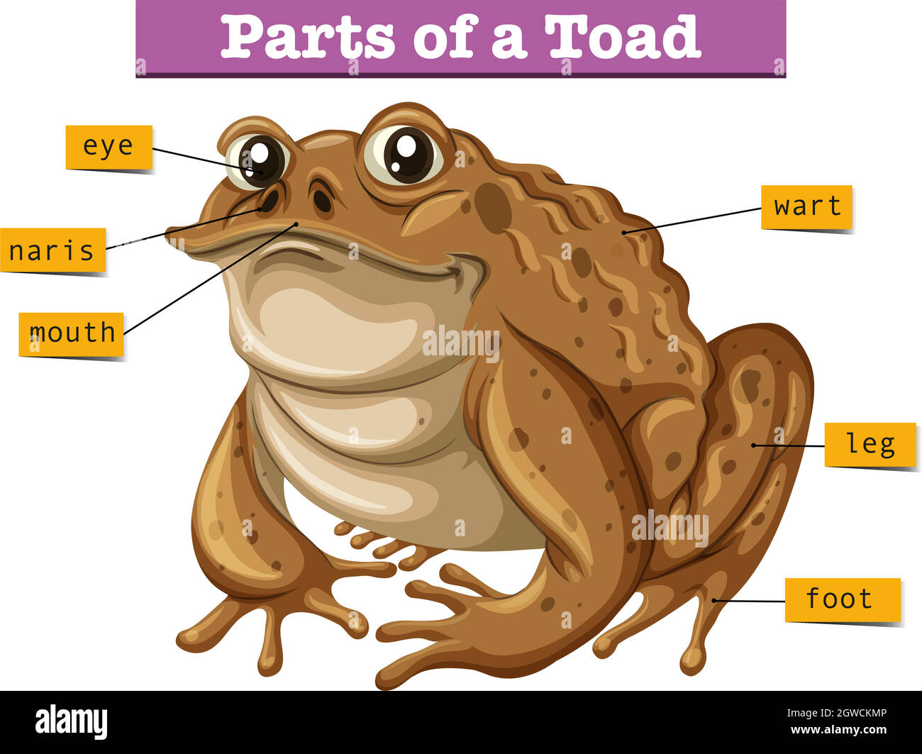 Diagram showing parts of toad Stock Vector