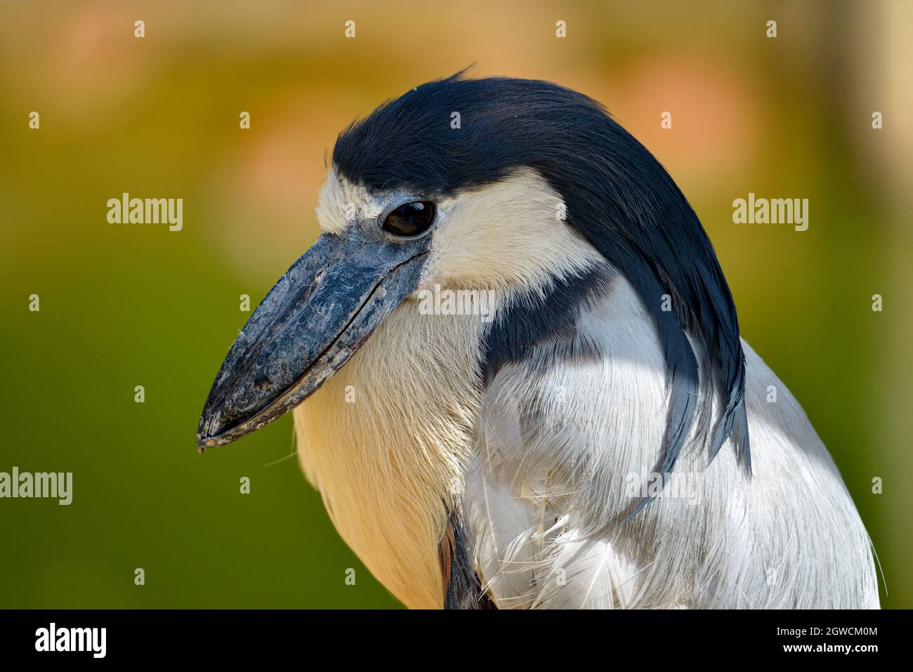 Portrait of boat-billed heron (Cochlearius cochlearius) and seen from profile Stock Photo