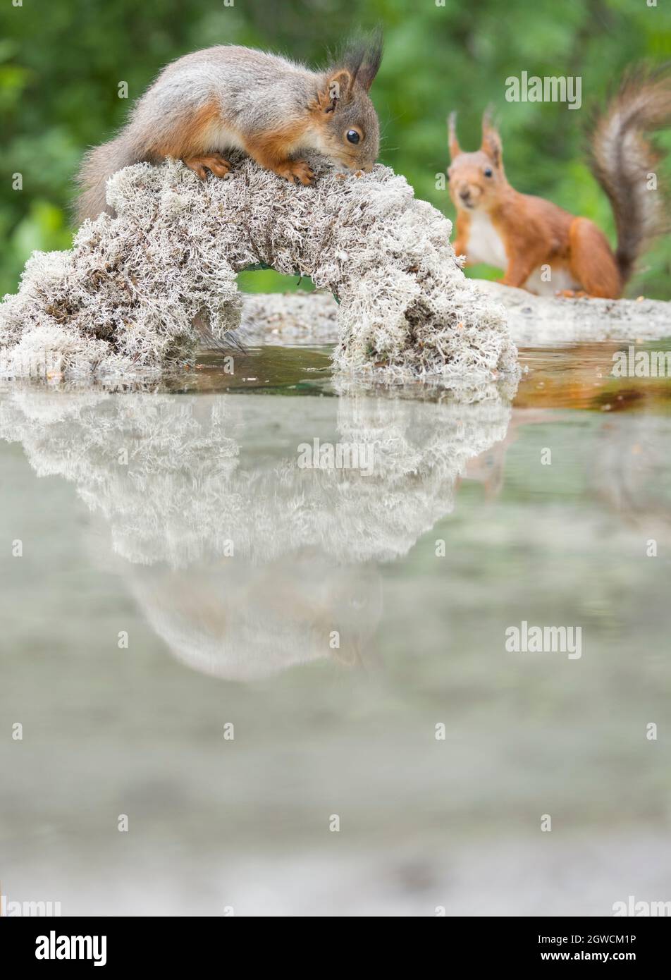 Red Squirrel Reflection In Water High Resolution Stock Photography and ...