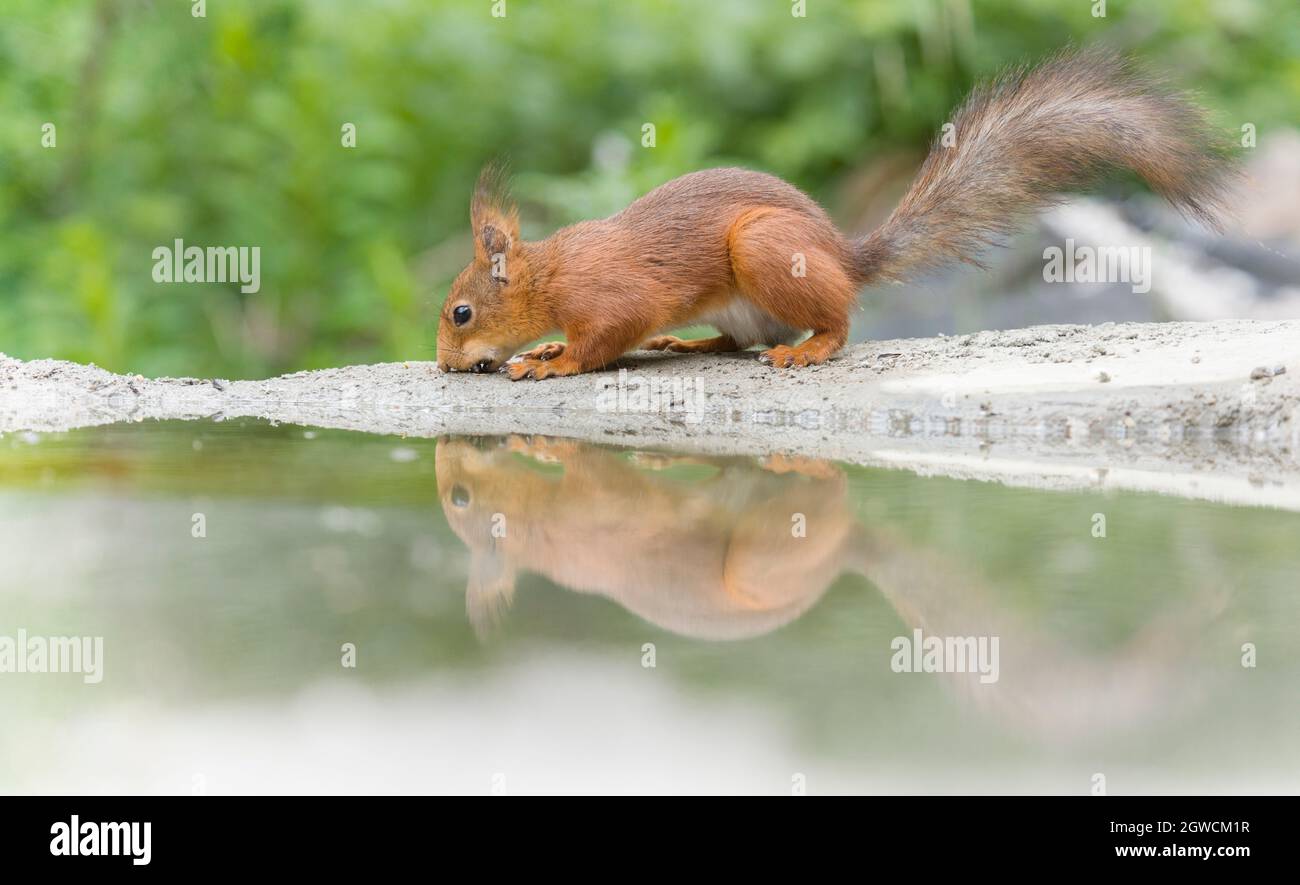 Red squirrel reflection in water hi-res stock photography and images ...