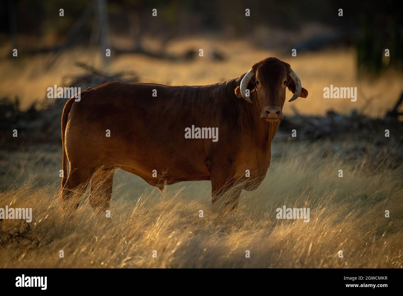 Cow Standing In Long Grass Eyeing Camera Stock Photo