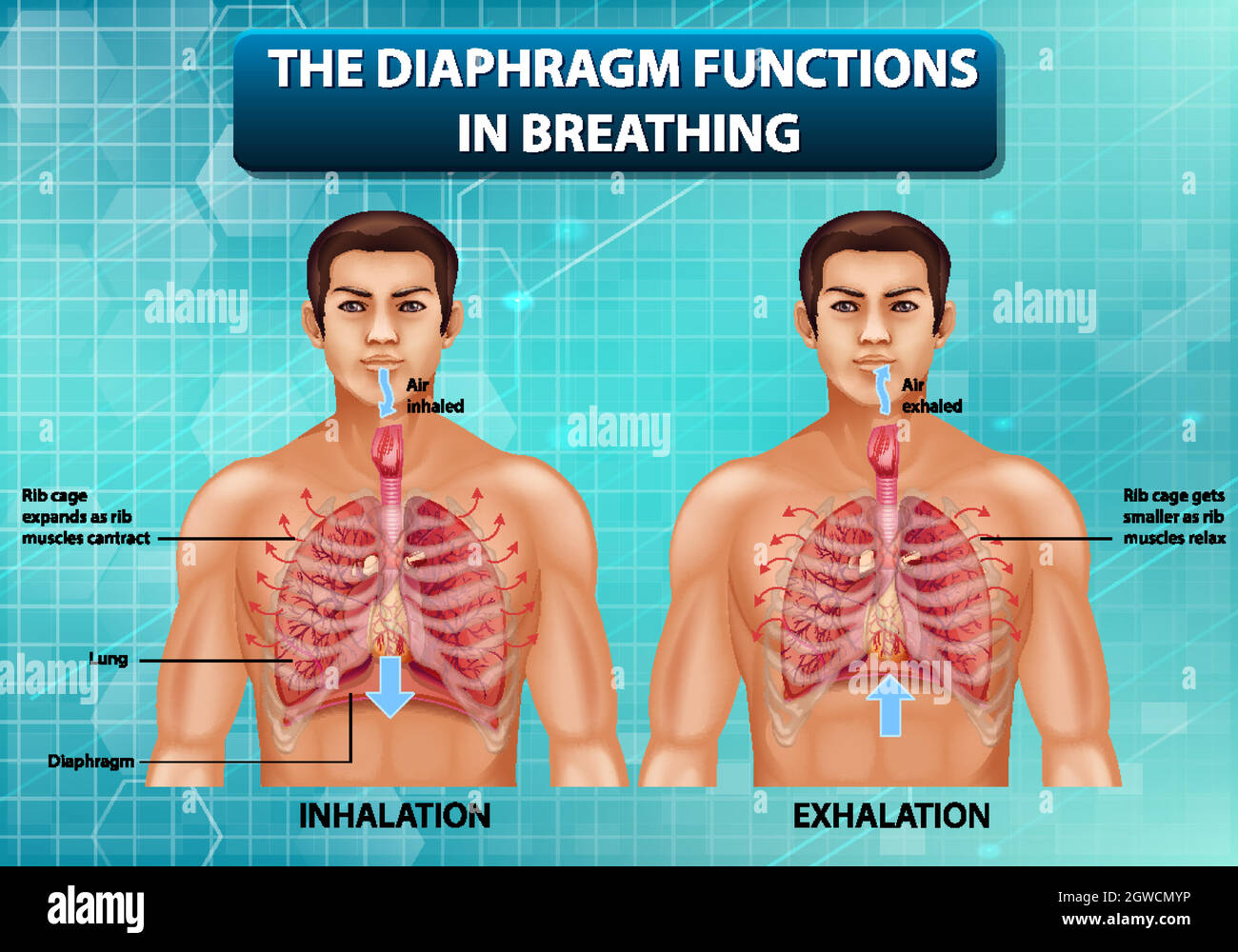 The diaphragm functions in breathing Stock Vector Image & Art Alamy