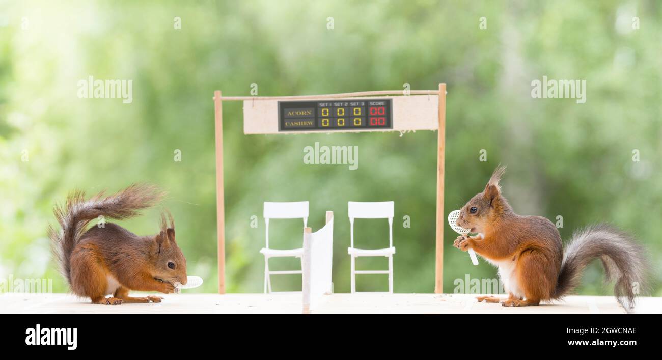 red squirrels playing on a Tennis court Stock Photo Alamy