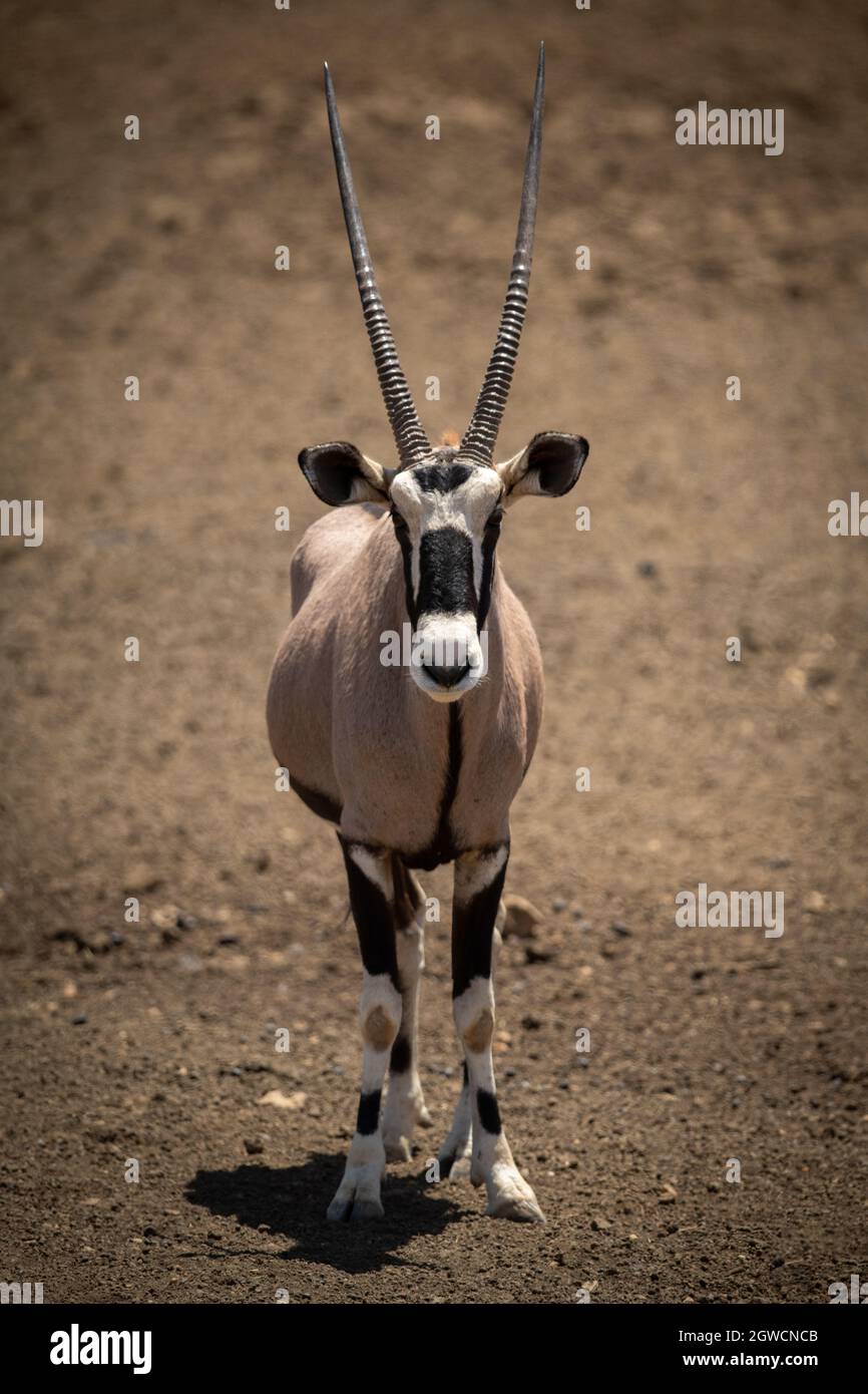 Gemsbok Stands On Stony Ground Facing Camera Stock Photo