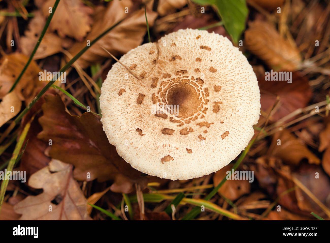 White mushroom with brown spots from above on a forest floor covered with fallen leaves on a