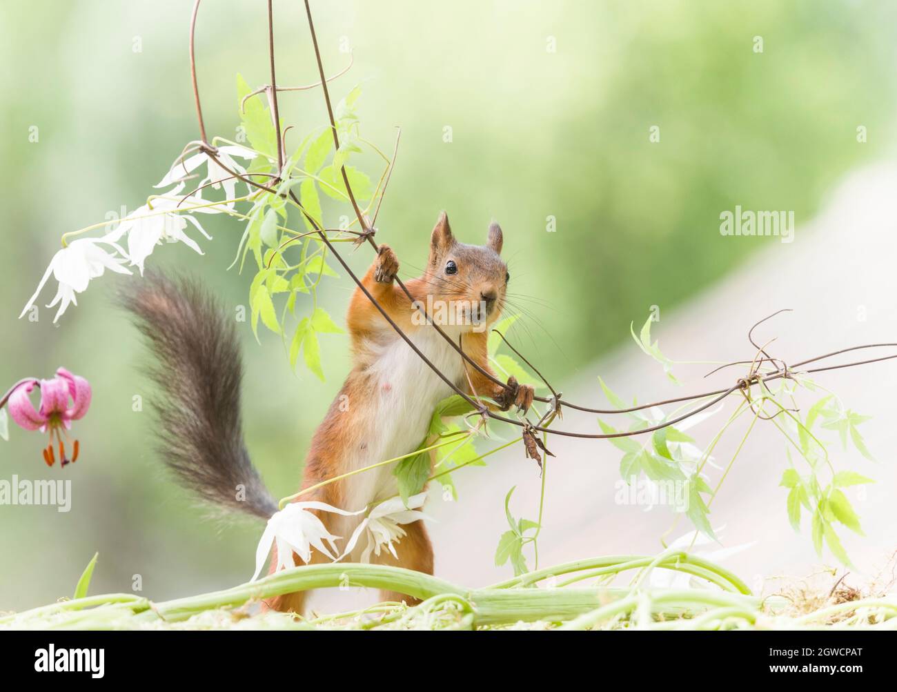 red squirrel is looking from a clematis branch Stock Photo