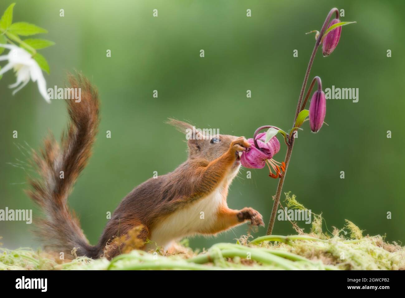 red squirrel touching a lily Stock Photo