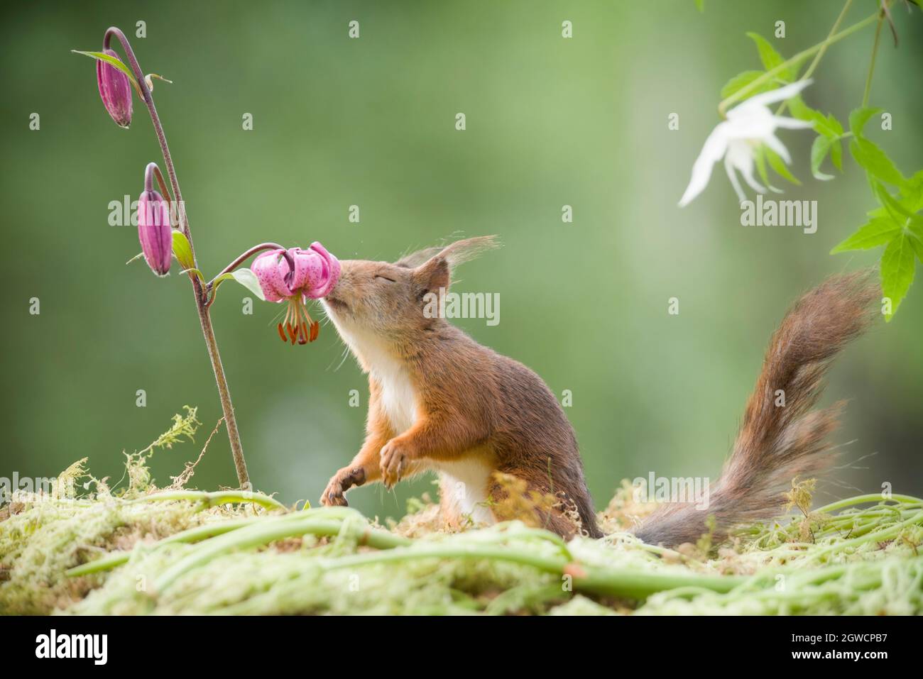 red squirrel smelling a lily Stock Photo