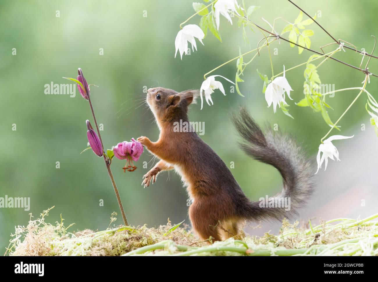 red squirrel between a lily and clematis Stock Photo