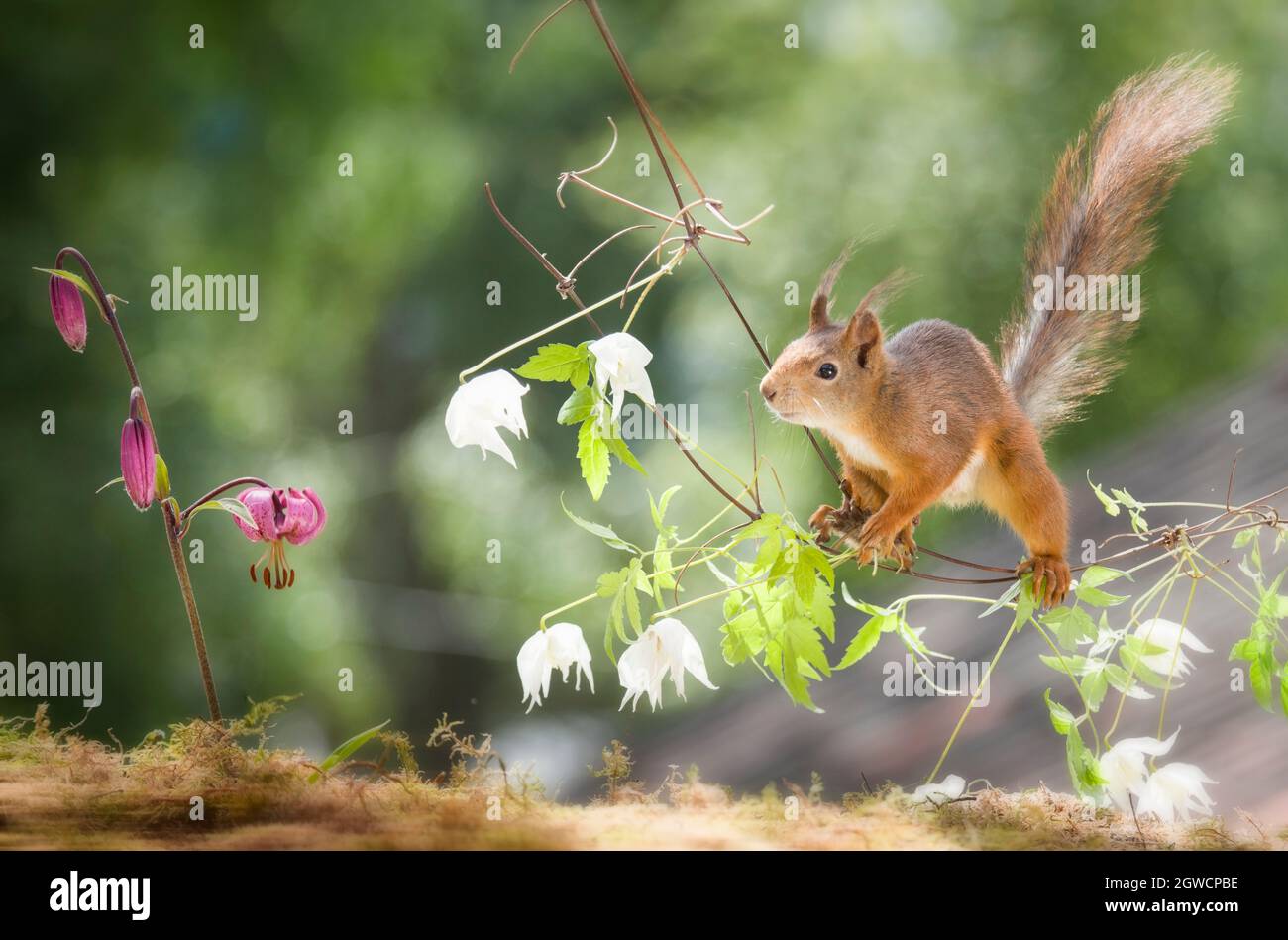 red squirrel looking at a lily from a clematis Stock Photo