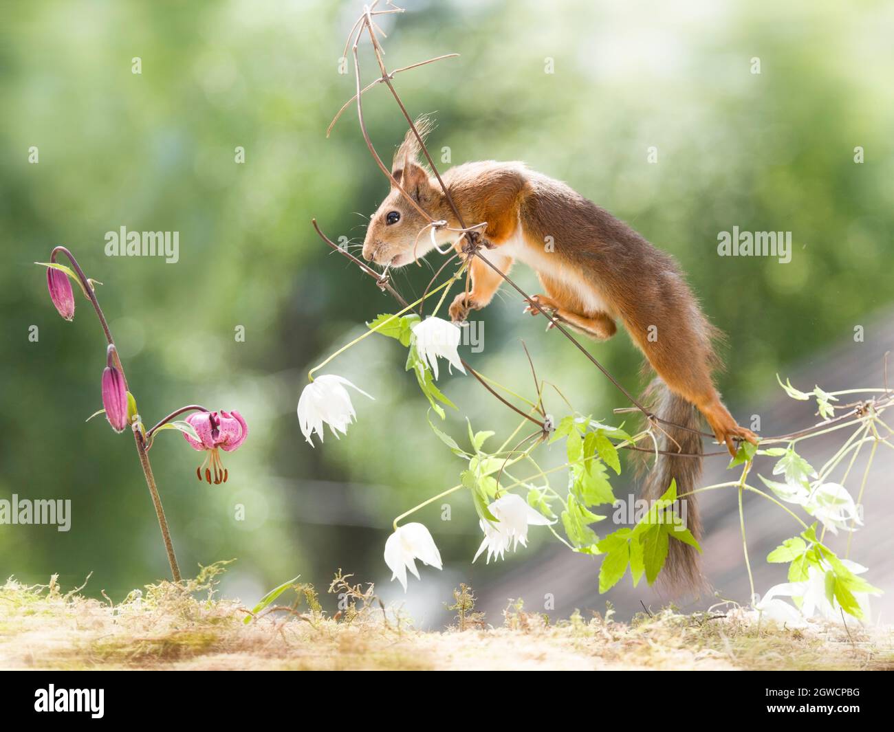 red squirrel is standing on a clematis branch Stock Photo